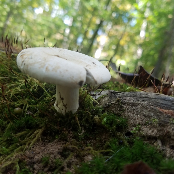 Meet your Posher, Chelsey - Picture 14 of 16